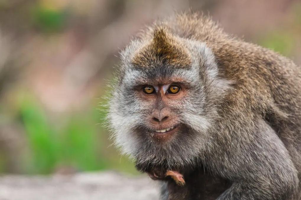 印尼峇里島上的野生猴子。(互聯網)
