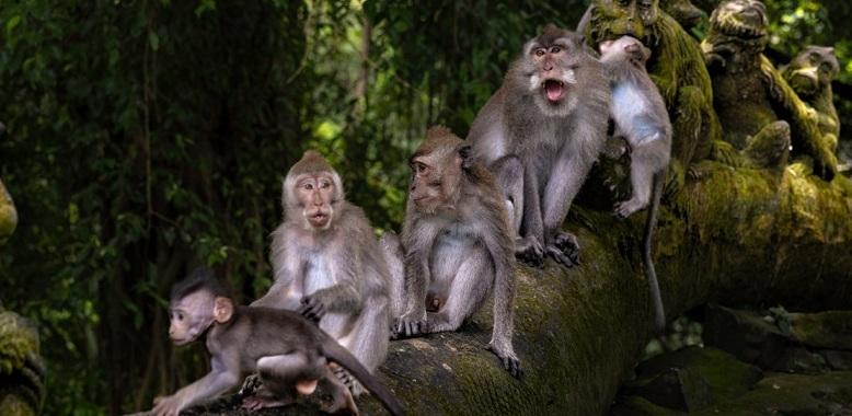 在印尼峇里島烏布(Ubud)聖猴森林保護區裡生活的猴子。(互聯網)
