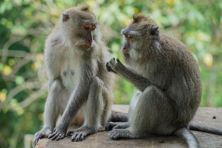 在印尼峇里島烏布(Ubud)聖猴森林保護區裡生活的猴子。(互聯網)