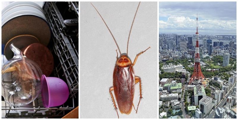 美洲蟑螂擴散至東日本,可能與熱水洗碗機普及有關。