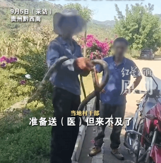 貴州男子誤把「眼鏡王蛇」當無毒蛇玩,當地人表示傷者送到醫院前已不治。(網上圖片)