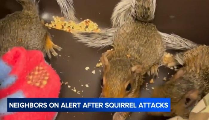 棲息於三藩市灣區的松鼠。(互聯網)