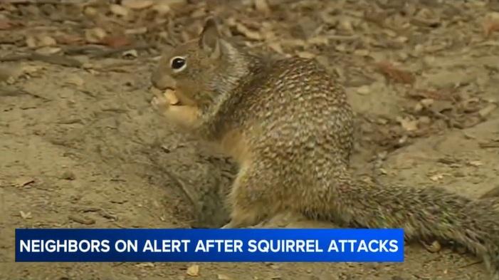 棲息於三藩市灣區的松鼠。(互聯網)