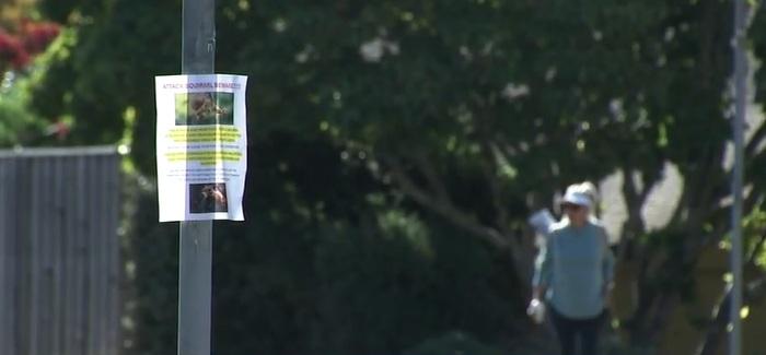 三藩市灣區聖拉斐爾市多處張貼提防松鼠出沒的告示。(互聯網)