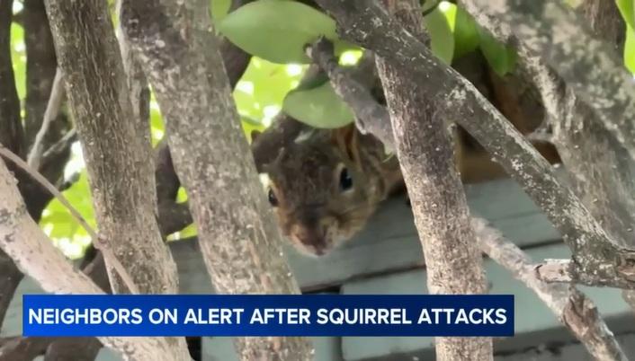 棲息於三藩市灣區的松鼠。(互聯網)