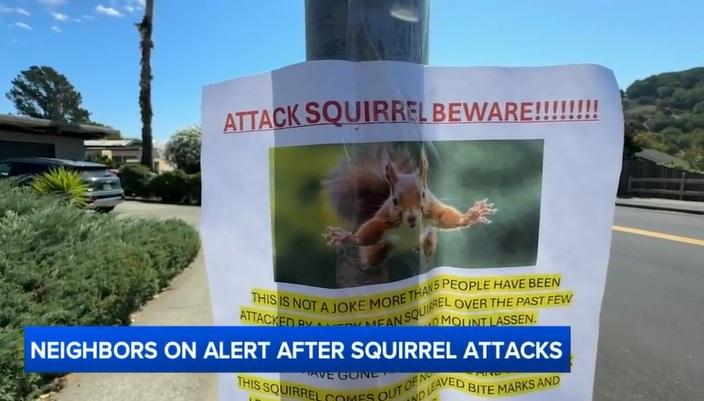 三藩市灣區聖拉斐爾市多處張貼提防松鼠出沒的告示。(互聯網)