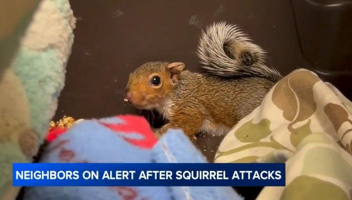 棲息於三藩市灣區的松鼠。(互聯網)