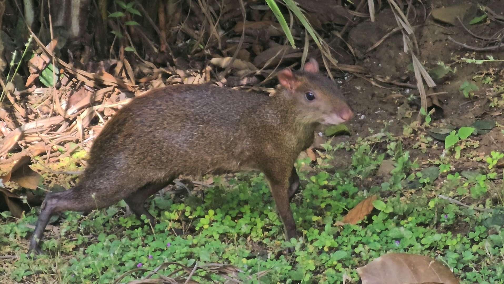 甫進園沒多久便遇上我們也未見過的生物—蹄鼠。