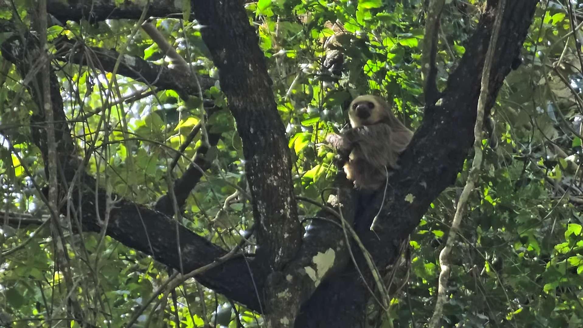樹懶真的專治心急人,隨時耗上半天才見牠施施然動一動,然後,就沒有然後。