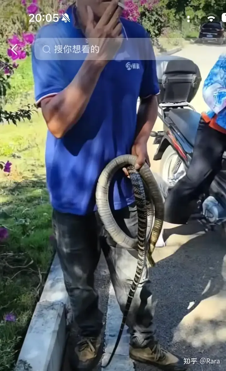 含劇毒性的眼鏡王蛇目前已被打死。