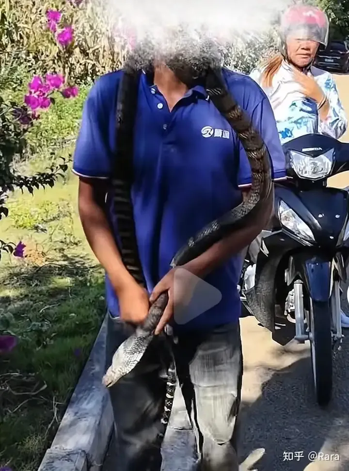 貴州男子誤把「眼鏡王蛇」當無毒蛇玩,不幸離世。(網上圖片)