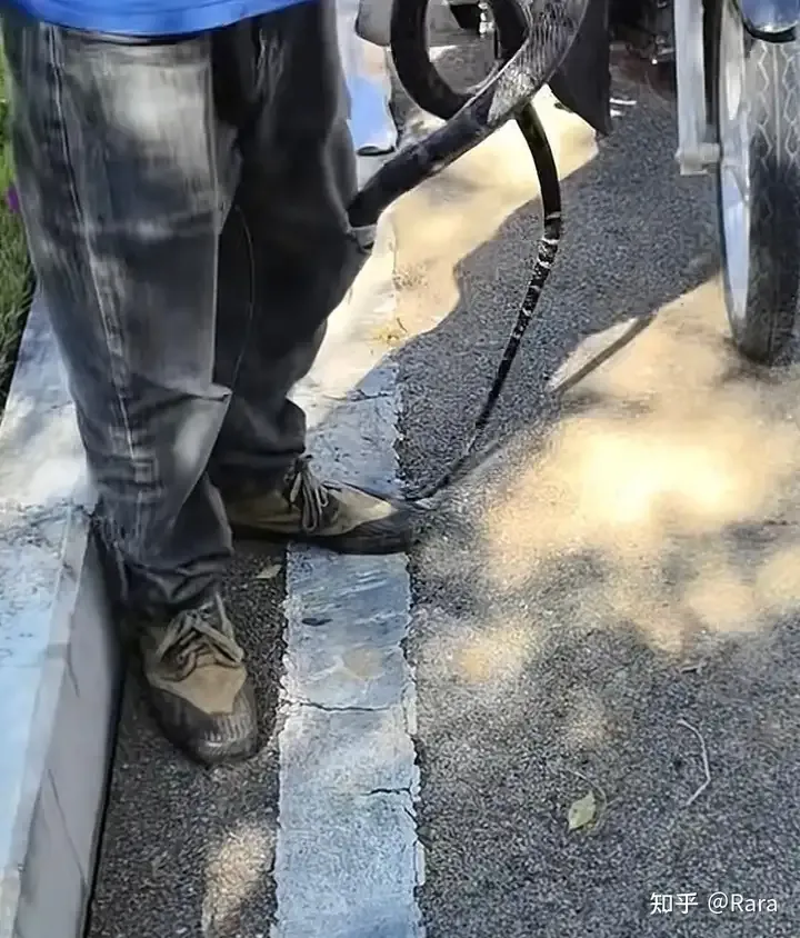 含劇毒性的眼鏡王蛇目前已被打死。