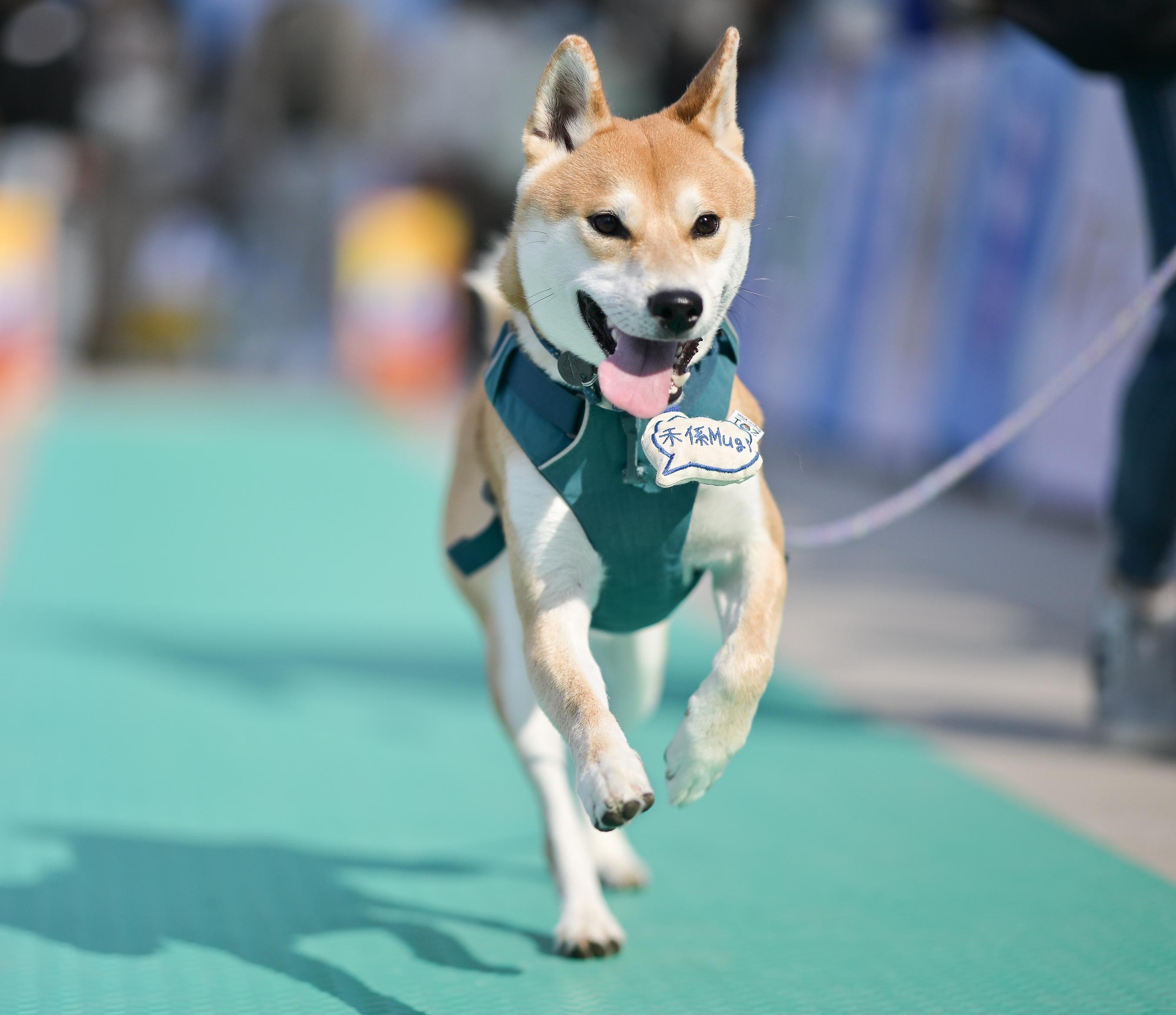 健兒必玩「毛孩三項鐵寵運動會」