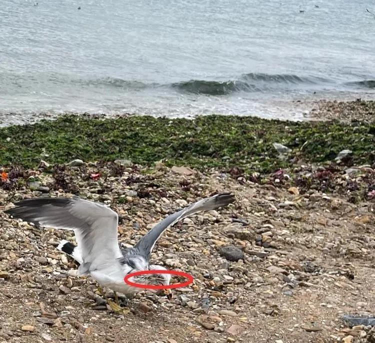 大連最少兩隻海鷗被竹籤刺穿身體。