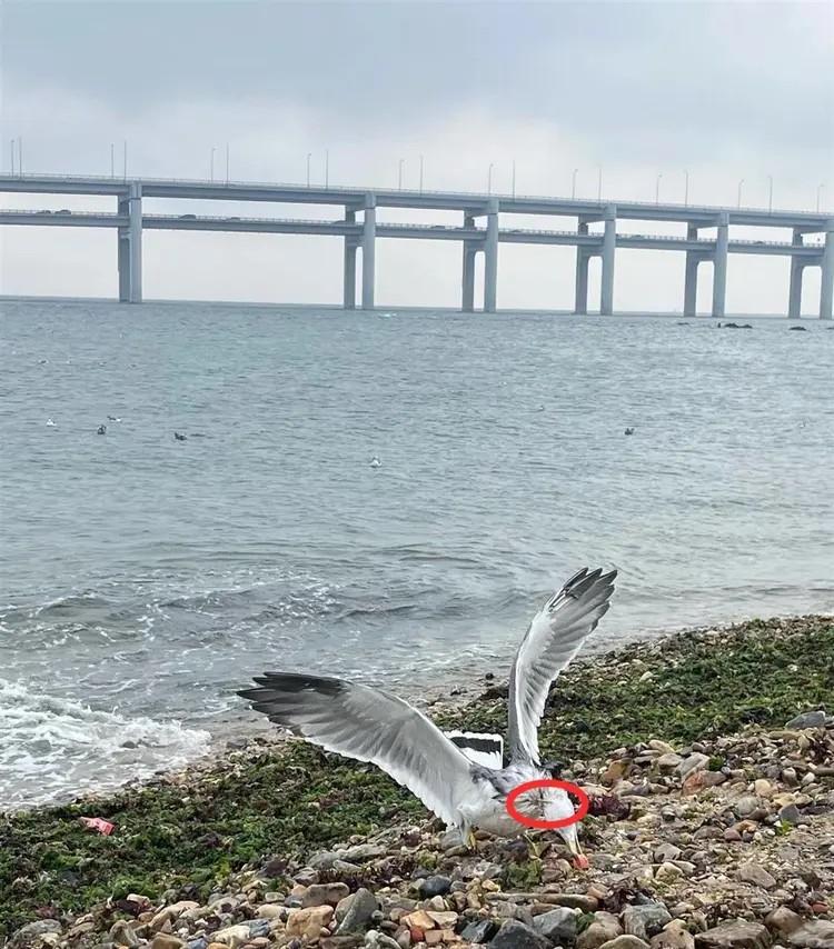 大連最少兩隻海鷗被竹籤刺穿身體。