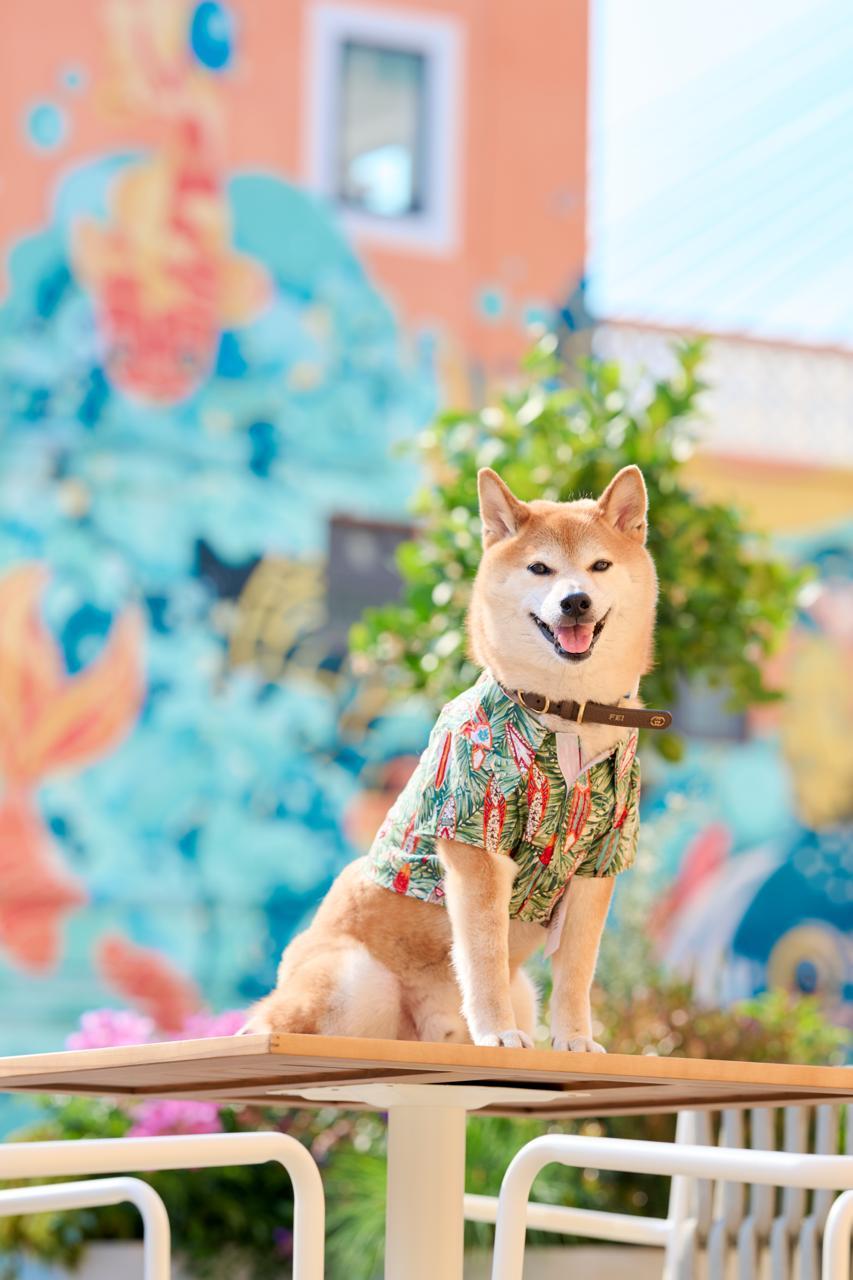 資深寵物攝影師 Danny Kwan 會在場傳授拍攝毛孩的小竅門,讓主人能用專業級水準為毛孩拍攝動人瞬間