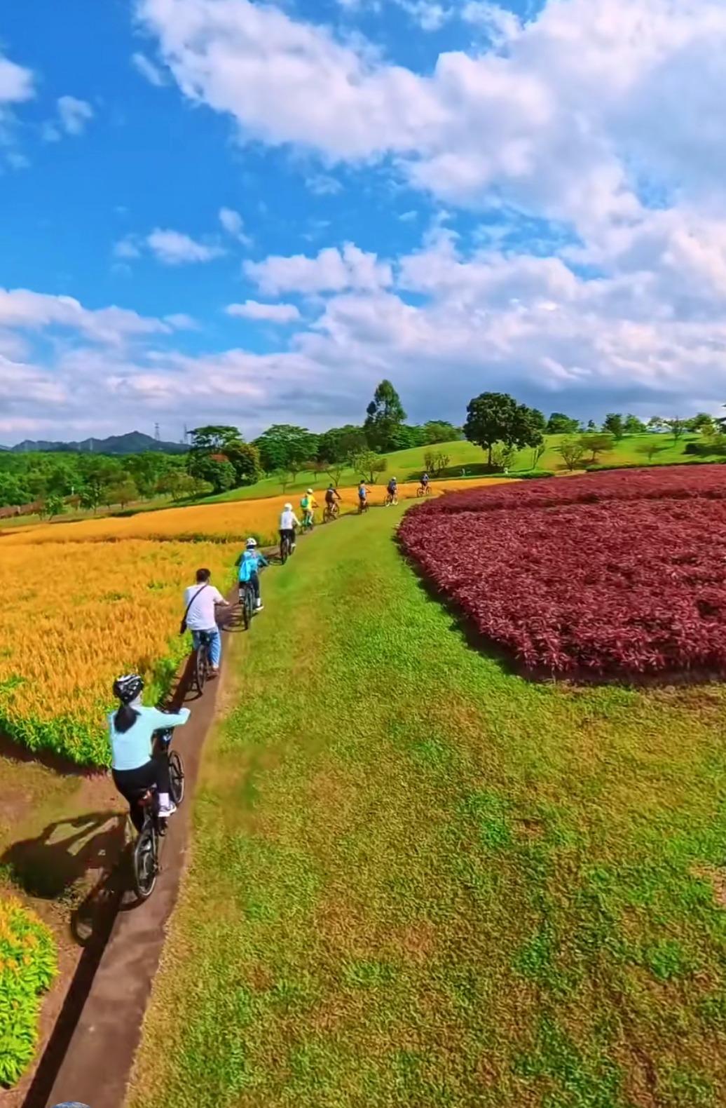 在陌上花公園內踏單車,被花海包圍的感覺美不勝收。(圖片來源:視頻截圖)