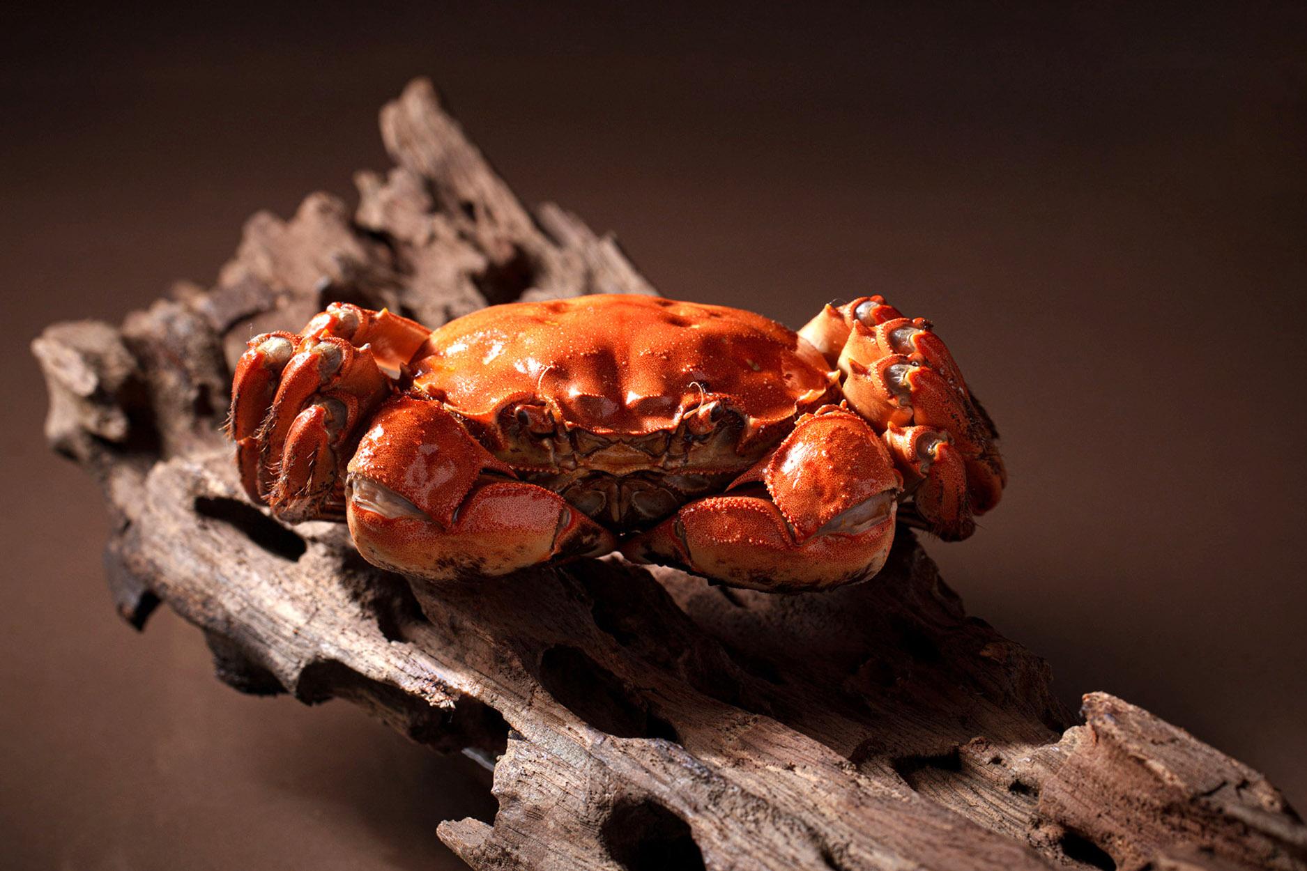 清蒸大閘蟹(五両)