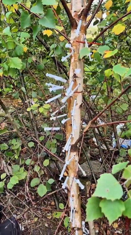 樹幹插滿針筒。(互聯網)