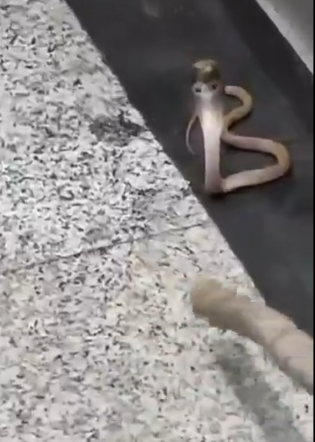 毒蛇搭電梯 門打開眼鏡蛇抬頭凝視嚇死人(有片)