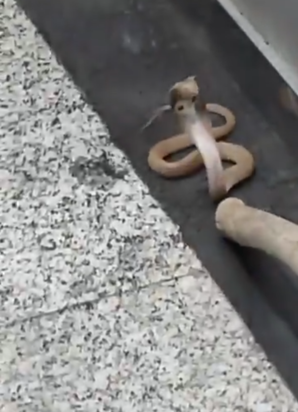 毒蛇搭電梯 門打開眼鏡蛇抬頭凝視嚇死人(有片)