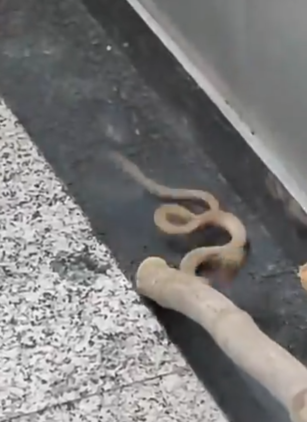 毒蛇搭電梯 門打開眼鏡蛇抬頭凝視嚇死人(有片)