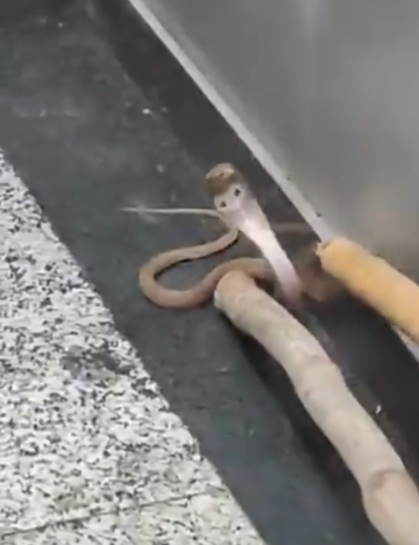 毒蛇搭電梯 門打開眼鏡蛇抬頭凝視嚇死人(有片)