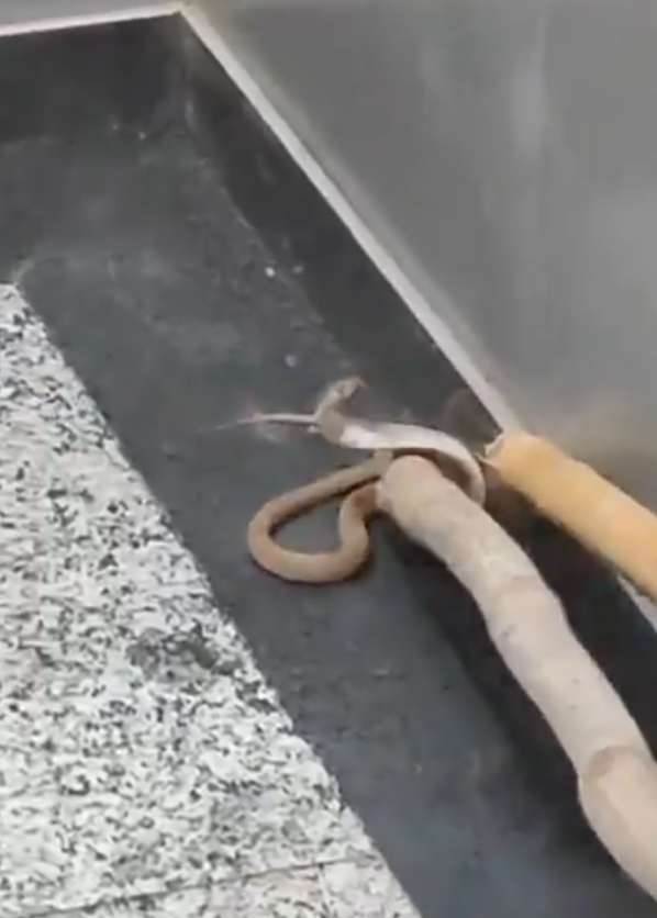 毒蛇搭電梯 門打開眼鏡蛇抬頭凝視嚇死人(有片)