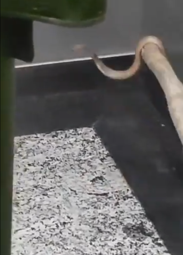 毒蛇搭電梯 門打開眼鏡蛇抬頭凝視嚇死人(有片)