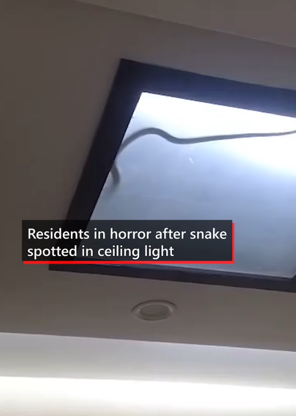 毒蛇搭電梯 門打開眼鏡蛇抬頭凝視嚇死人(有片)