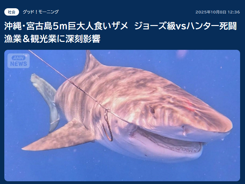 沖繩宮古島現5米鯊魚 遊客居民心驚驚