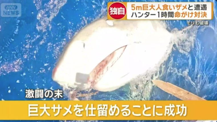 沖繩宮古島現5米鯊魚 遊客居民心驚驚