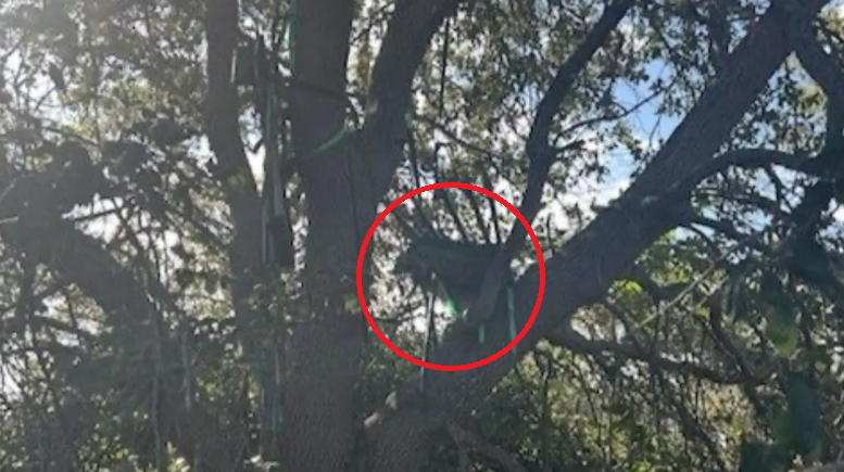 特勤局在樹上發現一個狩獵架,可供狙擊手容身,而方向對正空軍一號的上落機位置。(互聯網)