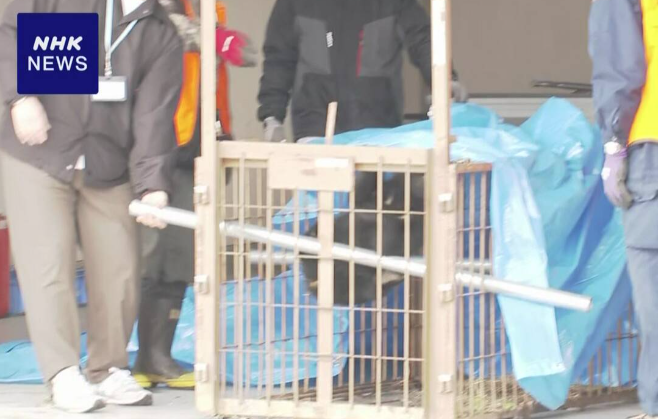 日本旅遊|秋田縣黑熊闖市區4人傷 闖入商廈躲進住宅逾24小時(有片)