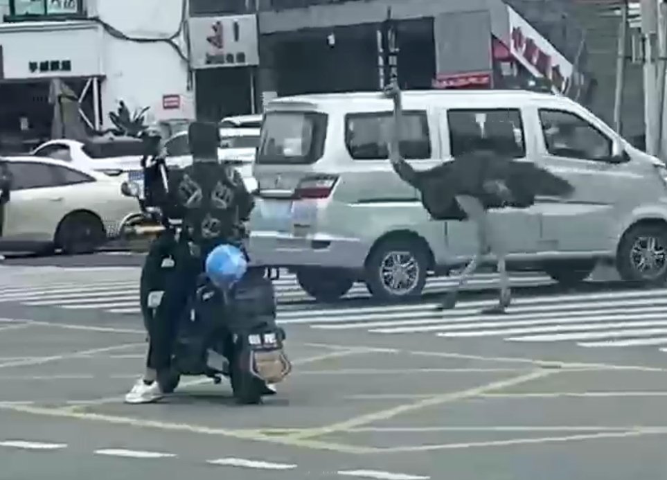 四川成都市溫江區一間名為「鴕鳥養生湯鍋」的餐廳試業期間,兩隻鴕鳥因工人未將鐵籠鎖緊,「越獄」逃出並在馬路狂奔,嚇壞途人和駕駛者。(影片截圖)