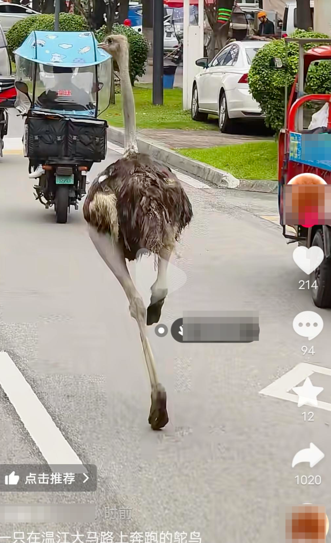 四川成都市溫江區一間名為「鴕鳥養生湯鍋」的餐廳試業期間,兩隻鴕鳥因工人未將鐵籠鎖緊,「越獄」逃出並在馬路狂奔,嚇壞途人和駕駛者。(影片截圖)