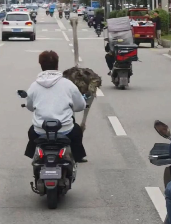 四川成都市溫江區一間名為「鴕鳥養生湯鍋」的餐廳試業期間,兩隻鴕鳥因工人未將鐵籠鎖緊,「越獄」逃出並在馬路狂奔,嚇壞途人和駕駛者。(影片截圖)