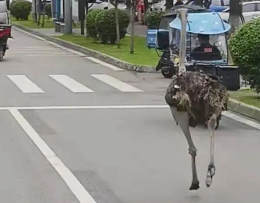 四川成都市溫江區一間名為「鴕鳥養生湯鍋」的餐廳試業期間,兩隻鴕鳥因工人未將鐵籠鎖緊,「越獄」逃出並在馬路狂奔,嚇壞途人和駕駛者。(影片截圖)