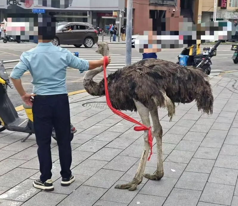 內媒報道,鴕鳥被控制後已妥善安置,疑已被當場宰殺。(影片截圖)