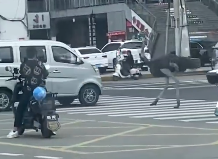四川成都市溫江區一間名為「鴕鳥養生湯鍋」的餐廳試業期間,兩隻鴕鳥因工人未將鐵籠鎖緊,「越獄」逃出並在馬路狂奔,嚇壞途人和駕駛者。(影片截圖)
