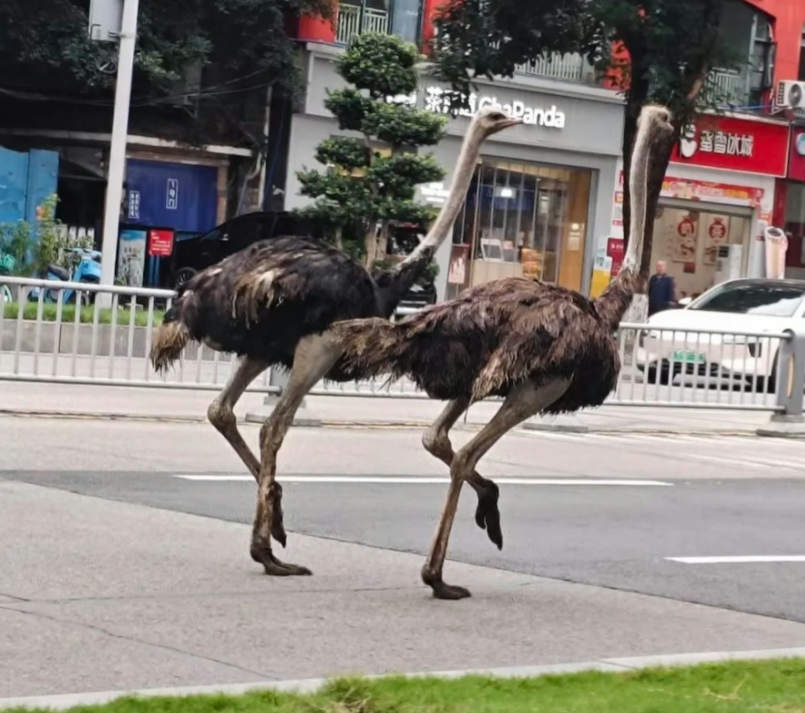 四川成都市溫江區一間名為「鴕鳥養生湯鍋」的餐廳試業期間,兩隻鴕鳥因工人未將鐵籠鎖緊,「越獄」逃出並在馬路狂奔,嚇壞途人和駕駛者。(影片截圖)