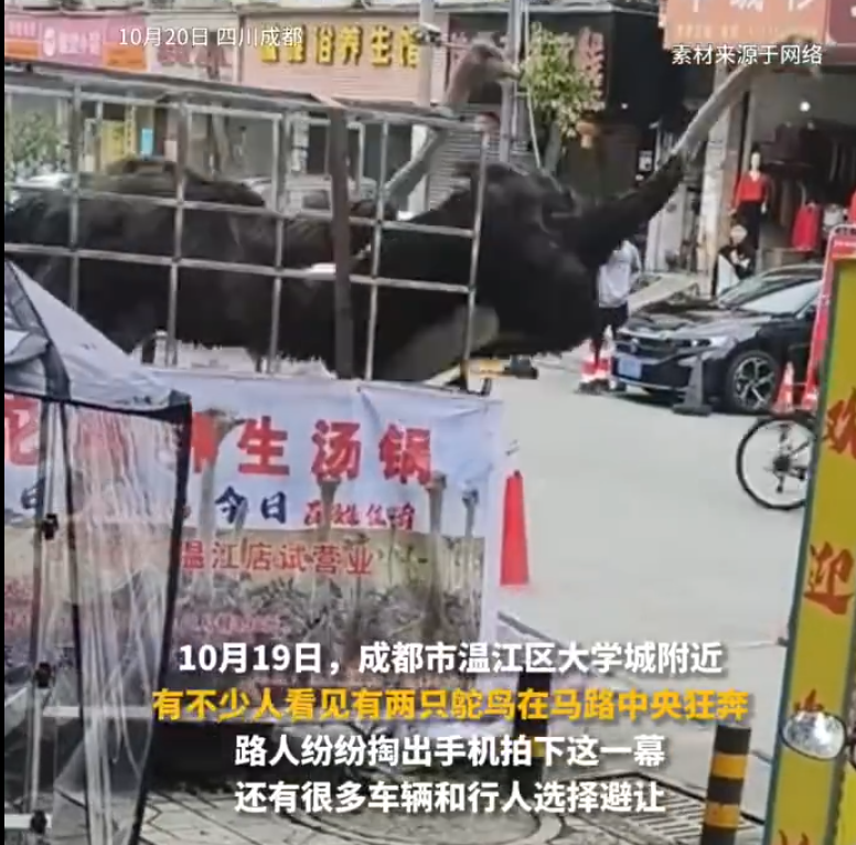 四川成都市溫江區一間名為「鴕鳥養生湯鍋」的餐廳試業期間,兩隻鴕鳥因工人未將鐵籠鎖緊,「越獄」逃出並在馬路狂奔,嚇壞途人和駕駛者。(影片截圖)