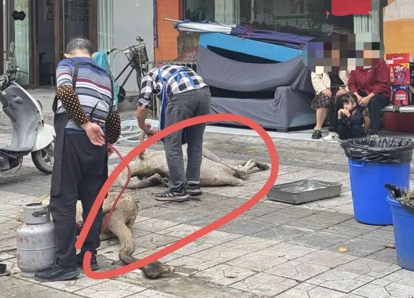 內媒報道,鴕鳥被控制後已妥善安置,疑已被當場宰殺。(影片截圖)