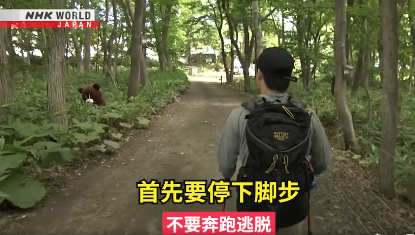 日本一個月64人遭熊襲擊 NHK推中文自保教學片 網民:熊太可愛啦(有片) | 日本旅遊
