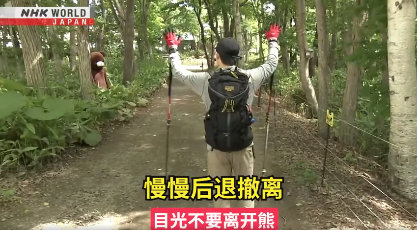 日本一個月64人遭熊襲擊 NHK推中文自保教學片 網民:熊太可愛啦(有片) | 日本旅遊