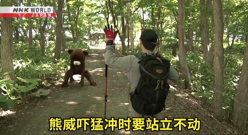 日本一個月64人遭熊襲擊 NHK推中文自保教學片 網民:熊太可愛啦(有片) | 日本旅遊