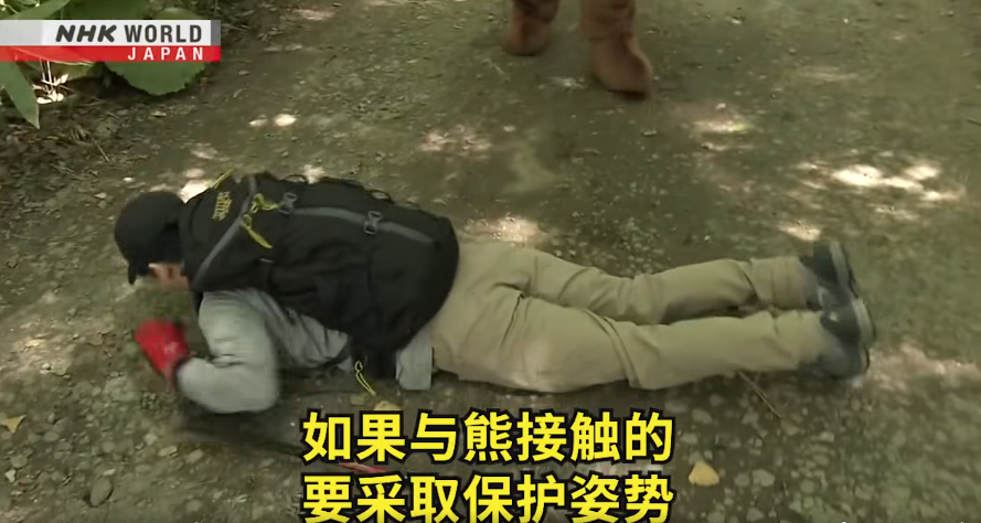 日本一個月64人遭熊襲擊 NHK推中文自保教學片 網民:熊太可愛啦(有片) | 日本旅遊