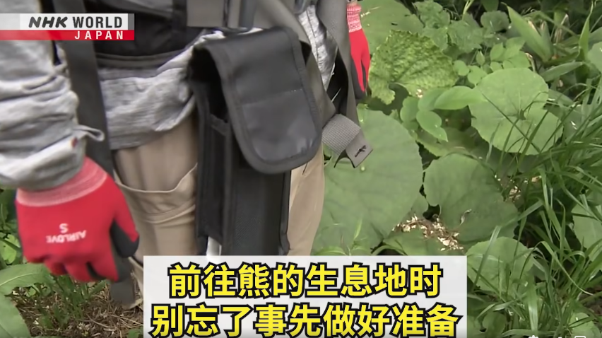日本一個月64人遭熊襲擊 NHK推中文自保教學片 網民:熊太可愛啦(有片) | 日本旅遊