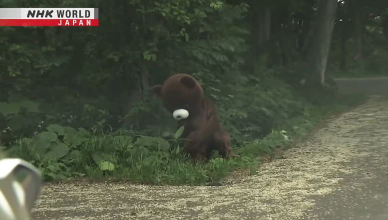 日本一個月64人遭熊襲擊 NHK推中文自保教學片 網民:熊太可愛啦(有片) | 日本旅遊