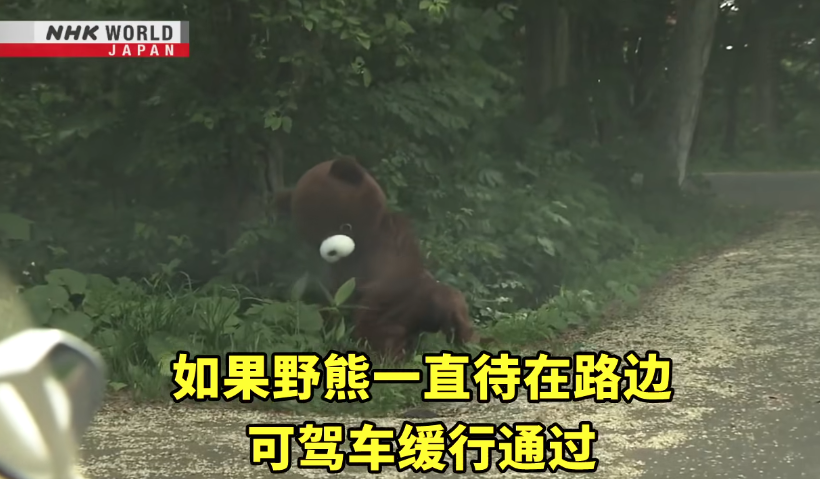 日本一個月64人遭熊襲擊 NHK推中文自保教學片 網民:熊太可愛啦(有片) | 日本旅遊